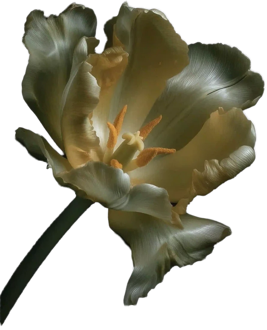 Weiße Tulpe