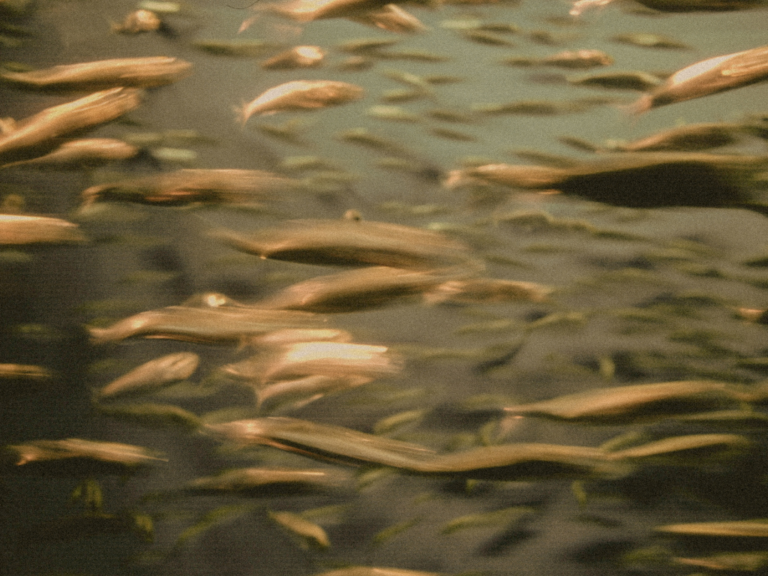 Fischschwarm unter Wasser