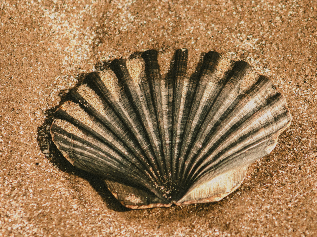 Eine Muschel im Sand