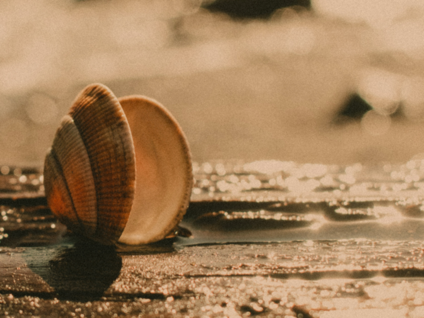 Geöffnete Muschel am Strand