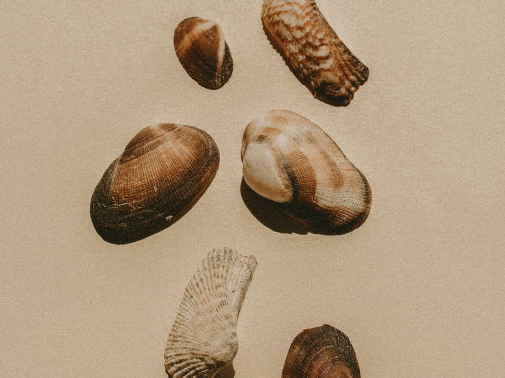 Verschiedene Muscheln auf beigem Hintergrund