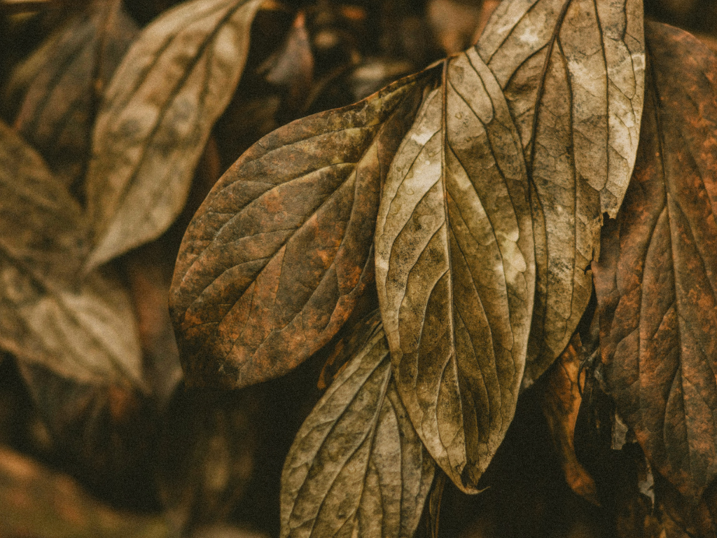 Reiki-Meister / Grad 3