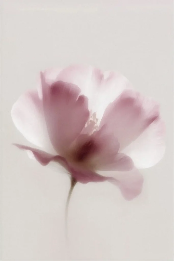 Zarte rosa Blume