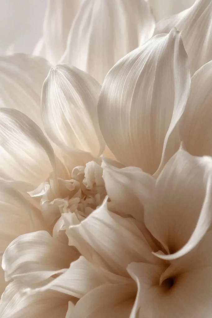 Zarte Blume in creme, Nahaufnahme