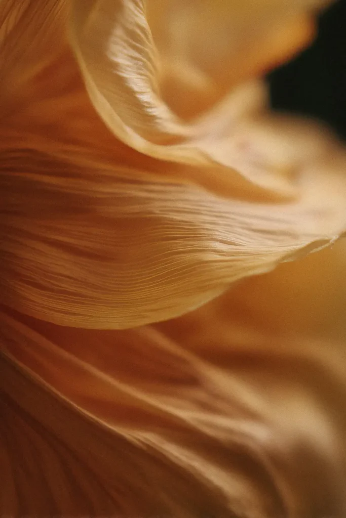 Zarte orangene Mohnblüte in Nahaufnahme